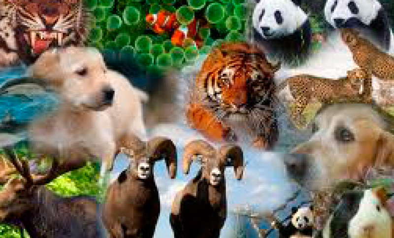Día Mundial de los Animales, la vida animal como protagonista
