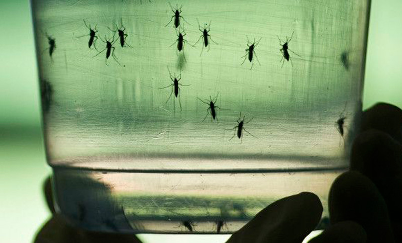 La mitad de la población de América, amenazada por Dengue, Chicunguña y Zika
