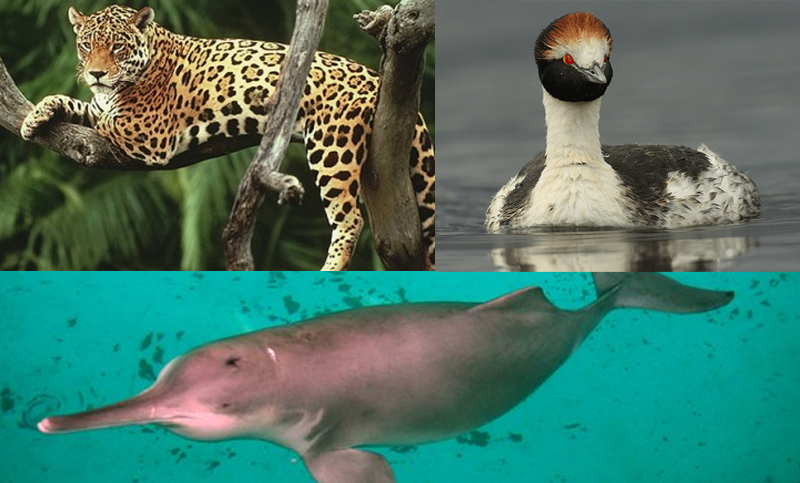 Yaguareté, macá tobiano y delfín franciscana; las especies más amenazadas en Argentina