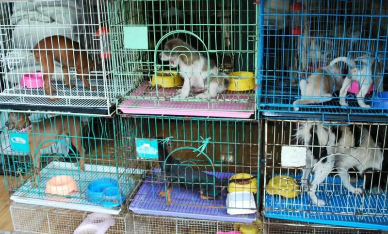 Un municipio mendocino prohibió la exhibición de mascotas en los comercios