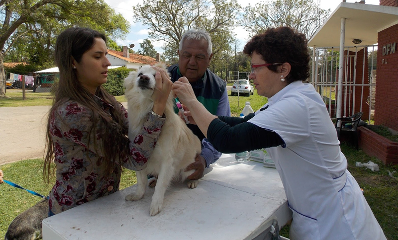 Campaña de vacunación de perros y gatos en Fray Luis Beltrán