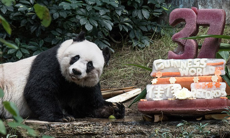 Murió Jia jia, el oso panda en cautiverio más longevo del mundo