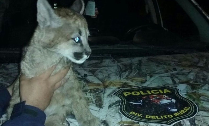 Rescataron a un cachorro de puma que era criado como mascota