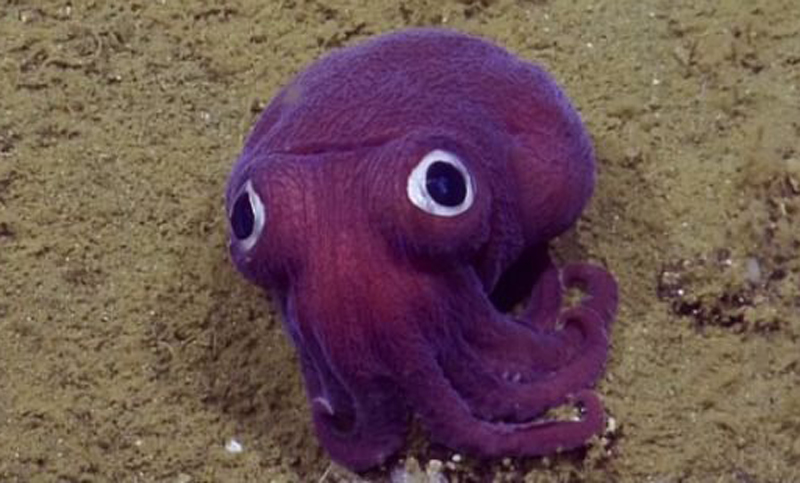 Mirá el video del calamar más extraño del mundo