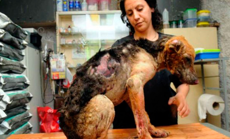 Un hombre será juzgado por quemar y matar a un perro en Mendoza