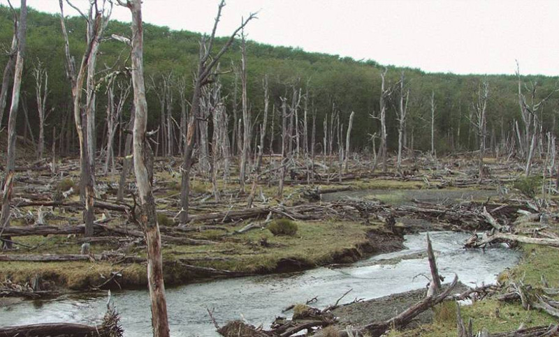 Argentina matará 100.000 castores para salvar sus bosques nativos
