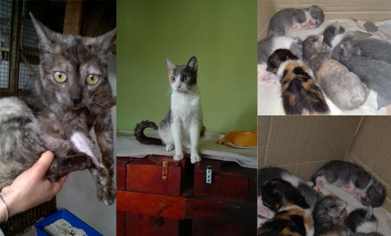 Se busca adopción o tránsito para estas dos gatitas y sus crías