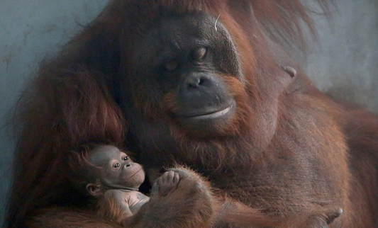 Orangután muestra feliz a su cria recién nacida