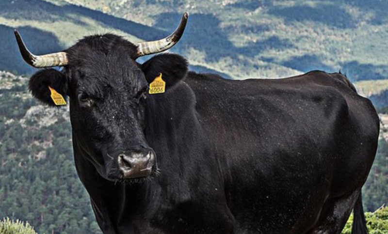 El toro que tuvo 16.000 hijas y cambió la industria lechera estadonidense