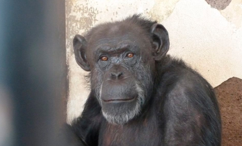 La chimpancé Cecilia entró en cuarentena y será trasladada a Brasil