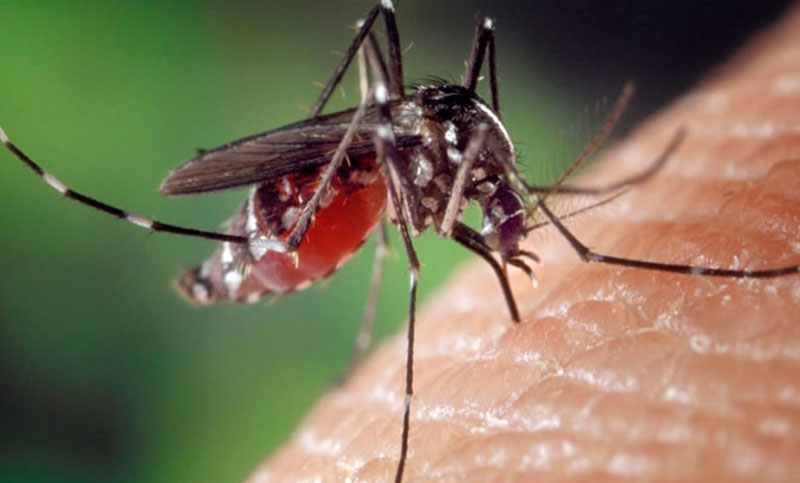 Incorporan el zika a la lista de enfermedades infecciosas que se deben notificar