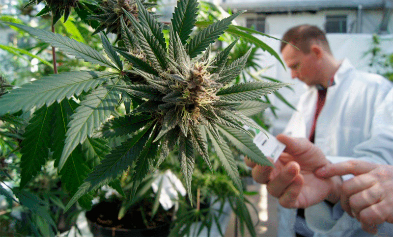 «El cannabis no reemplaza la medicina tradicional, la complementa»