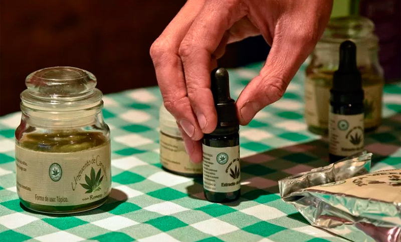 Varios países sudamericanos avanzan con la legalización del cannabis medicinal