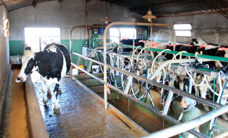 En 2016 cerraron 460 tambos y la producción de leche retrocedió un 10%