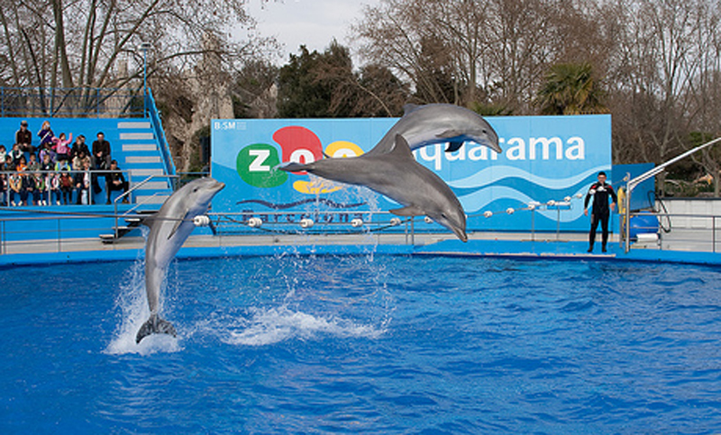 Barcelona cierra su delfinario y reubica a los animales