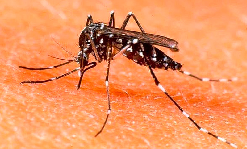 Científicos argentinos lanzaron una aplicación para cazar mosquitos