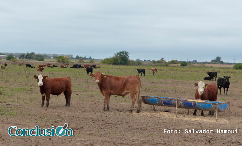 Las sequías e incendios arrastraron a la quiebra a muchos productores