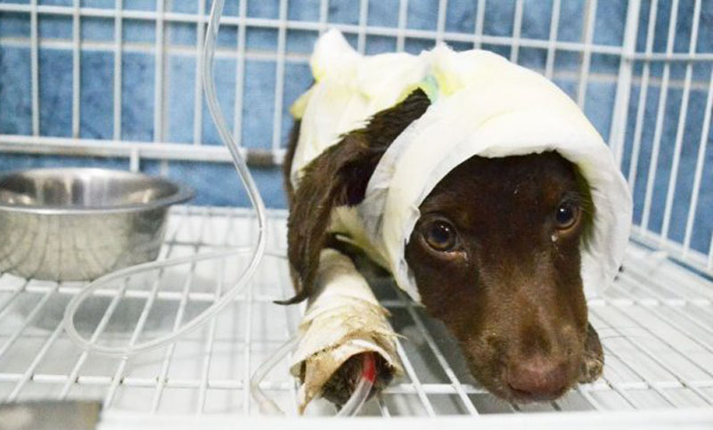 Murió Chocolate, el perrito que había sido despellejado vivo en San Francisco