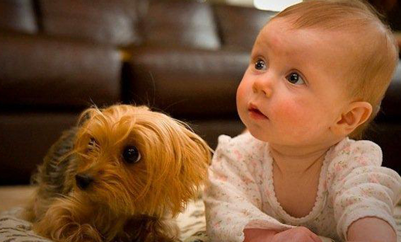 Los más adorables videos de bebés junto con sus perros