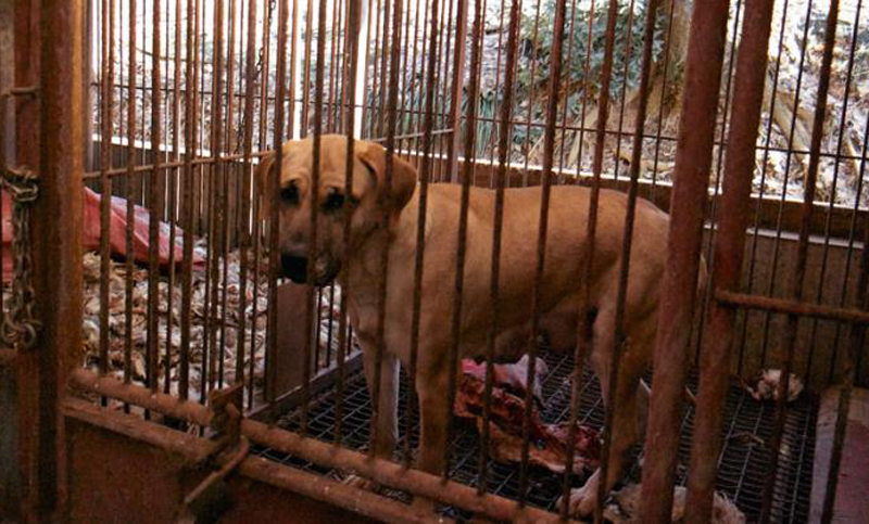 Rescatan a 200 perros que iban a ser consumidos por humanos
