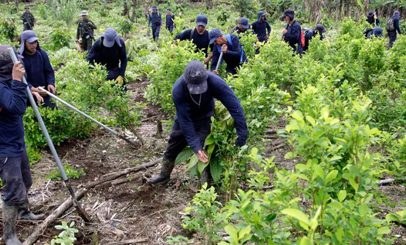 Colombia: el gobierno y las FARC presentan plan de sustitución de cultivos ilícitos