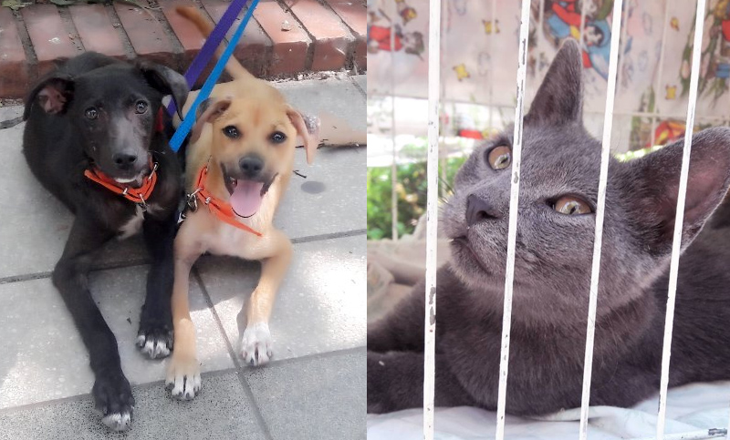 Se buscan hogares de tránsito para perritos y gatitos en Rosario