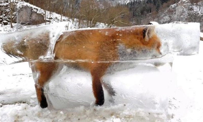 Increíble: encuentran a un zorro totalmente congelado en Alemania