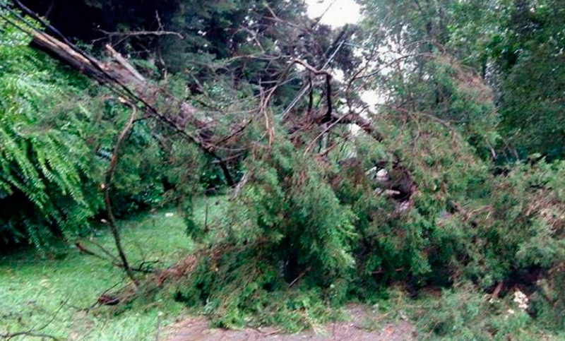 Una mujer y sus dos pequeñas hijas murieron al caer un árbol en Pilar