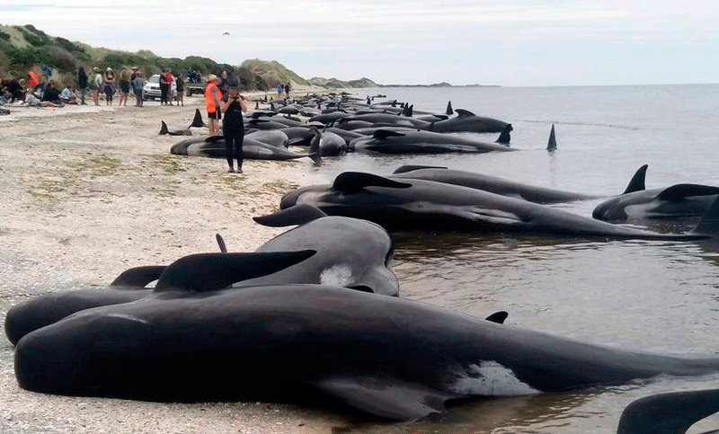 Riesgo de explosión de los cadáveres de las ballenas encalladas en Nueva Zelanda