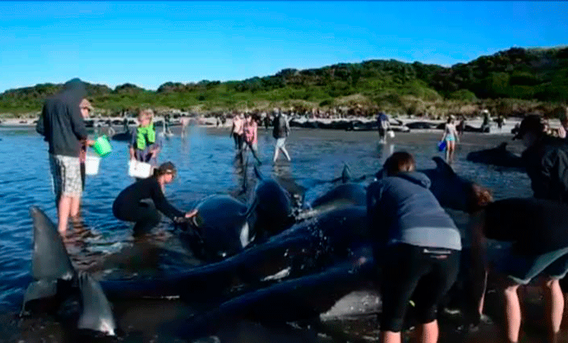 Centenares de ballenas encalladas logran regresar al mar
