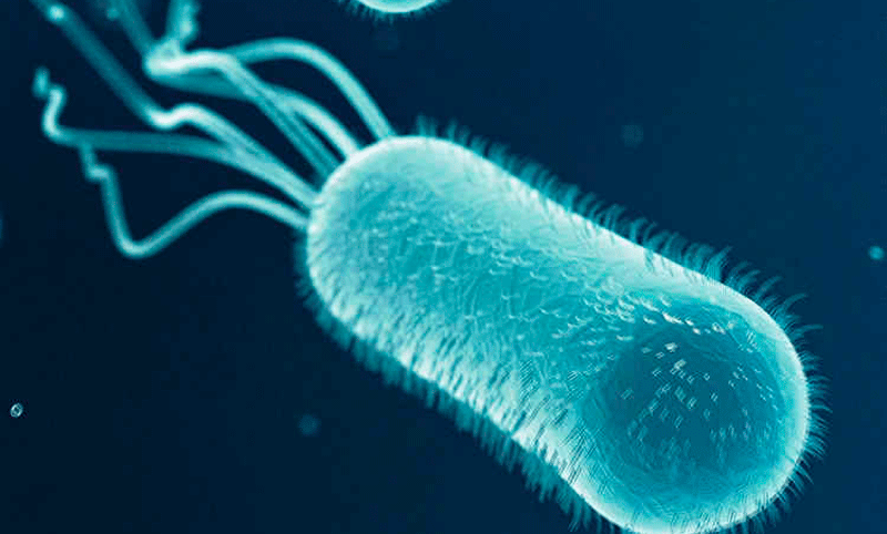 Investigadores rosarinos descubren el mecanismo que hace fuerte a la Salmonella