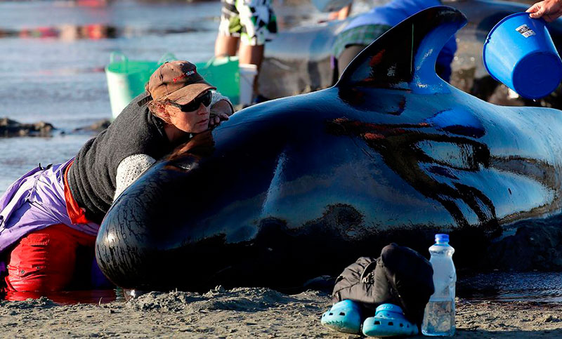 Encallan unas 200 ballenas más en Nueva Zelanda pese a esfuerzos de voluntarios