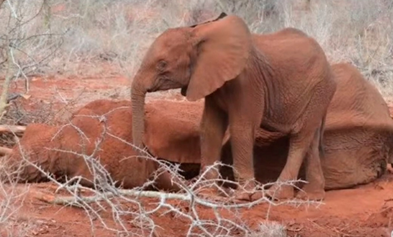 La bebé elefante que quería salvar a su mamá herida