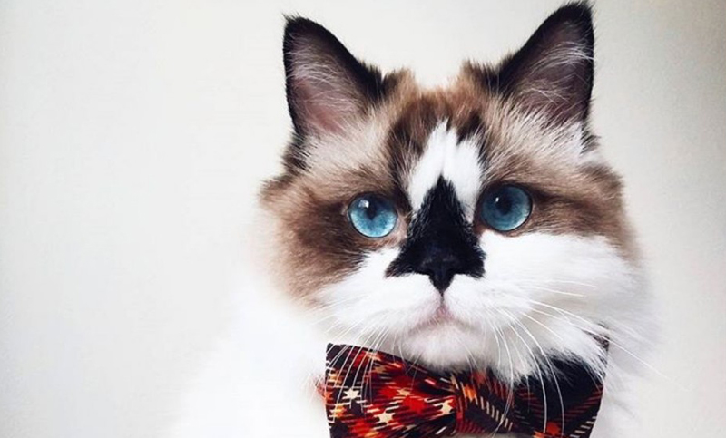 El gato más popular del mundo, ¡es furor en las redes sociales!