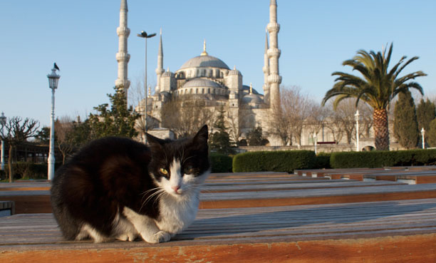 Siete gatos protagonizan un documental sobre Estambul