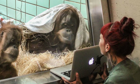Desarrollan una aplicación para encontrarle pareja a una orangután