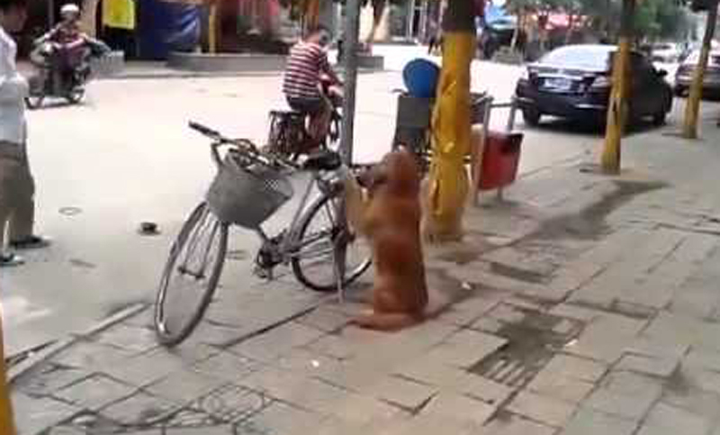 Perro ciclista: ¡espera a su dueño y se sube a la bici!