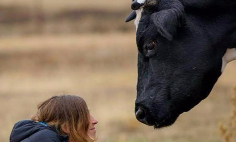 Una iniciativa popular evitó la matanza de una vaca en España