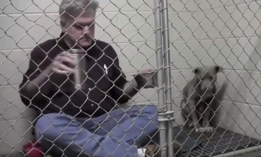 Un veterinario ayuda a un gato que sufrió maltrato