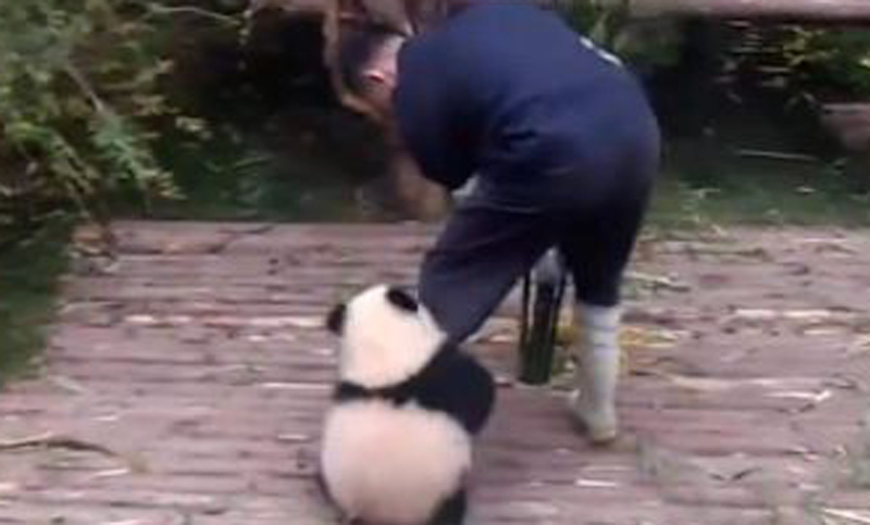 Un oso panda que se vuelve loco por jugar con su cuidador