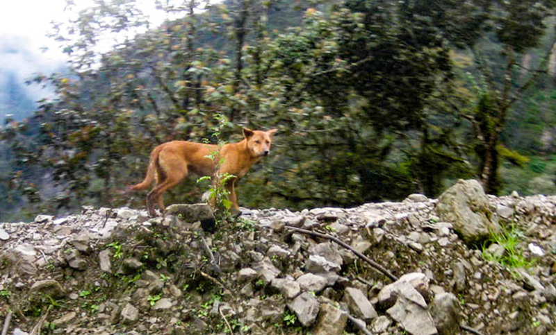 Descubren un eslabón perdido de los perros en Nueva Guinea