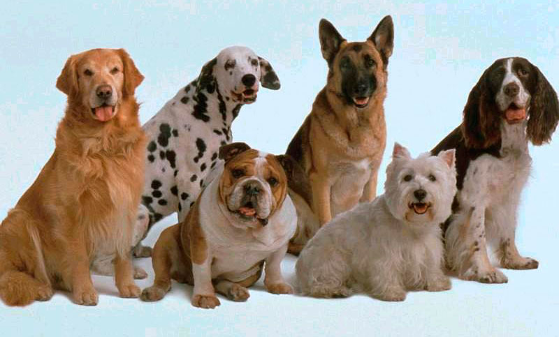 ¿Cuál es la razón por la que hay tantas razas de perros en el mundo?