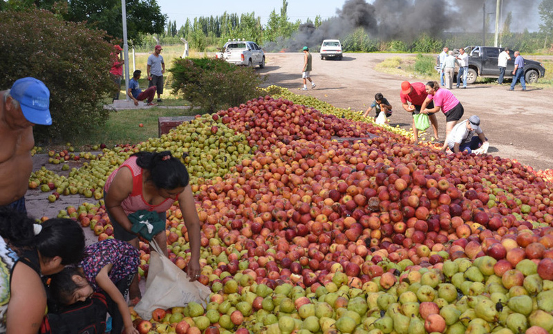 Productores de peras estiman millonaria pérdida y tiran toneladas de frutas
