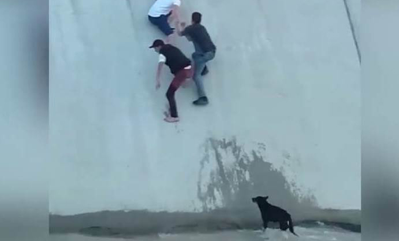 Un grupo de personas se arriesga para salvar la vida de un perro