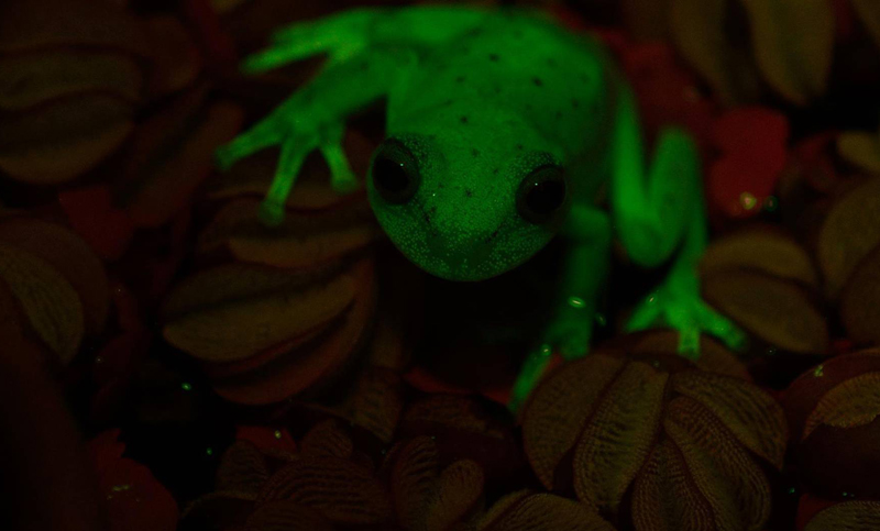 Hallan en Santa Fe a una rana de color fluorescente