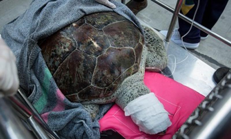 La tortuga tailandesa que se tragó 915 monedas vuelve a nadar