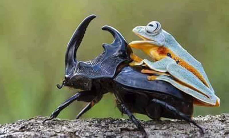 La rana y el escarabajo: una historia de amor