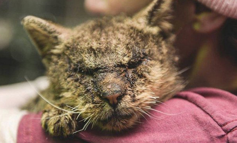 Donaciones le salvaron la vida a un gato que nadie quería tocar