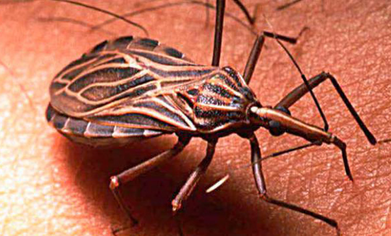 Científicos argentinos crearon una vacuna contra el mal de Chagas
