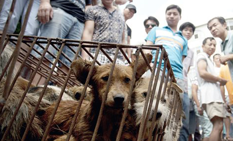 En Taiwán prohíben el consumo de carne de perro y gato